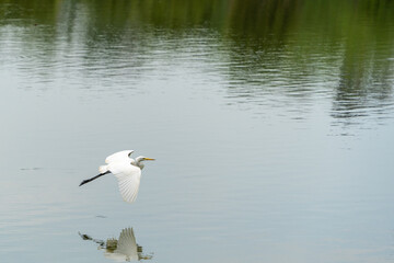 A white long-legged heron flies over the lake with its wings spread - obrazy, fototapety, plakaty