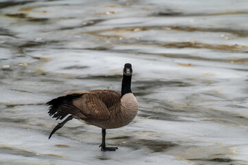 Obraz premium Canada goose branta canadensis balancing on one leg to keep warm in the winter
