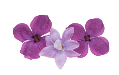 Naklejka na ściany i meble lilac flower isolated