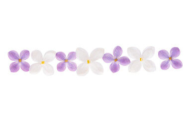 lilac flower isolated