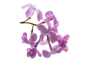 Obraz na płótnie Canvas lilac flower isolated