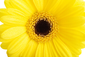 yellow gerbera isolated