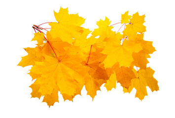 yellow maple leaves isolated