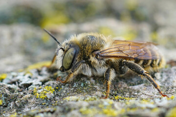Closeup of a brown hairy male of the Mediterranean wood-boring bee, Lithurgus Chrysurus