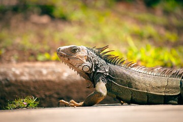 Iguana and sun