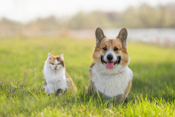 friends pets a cat and a corgi dog are sitting on a green sunny meadow