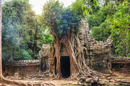 Strangler Fig at Ta Som temple in Angkor Wat complex, Cambodia