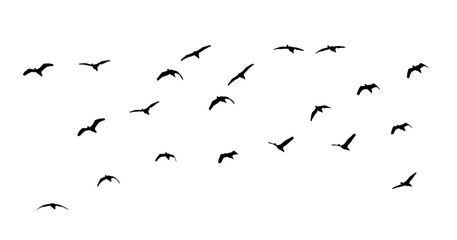 black silhouette flock of birds backlit  Isolate on transparent background PNG file