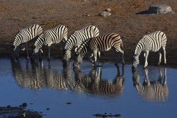 Fototapeta na wymiar Eine Gruppe Steppenzebras spiegelt sich beim trinken im Wasser vom Wasserloch Chudop im Etoscha Nationalpark in Namibia. 