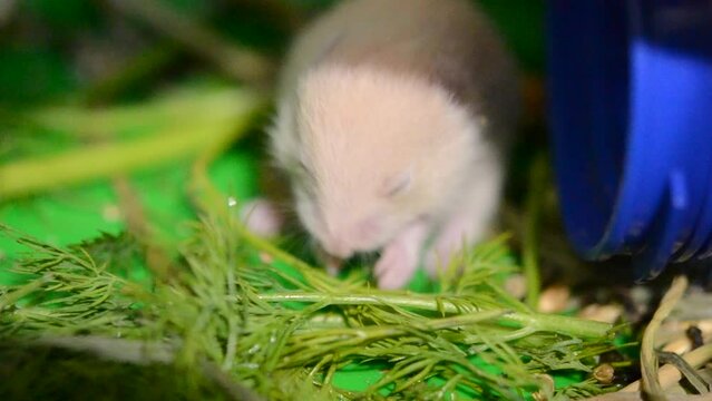 Little hamster eating green grass. Small hamster with closed eyes mole rat eating grass close-up. Small animal mammal with light hair eating. Little baby hamster, hamster cub. Domestic animals rodents