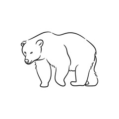 Bear line art drawing illustration