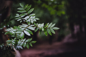 Green leaves on a tree in the forest on a blurry background. Nature. Place for text.