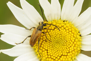 Closeup on a fairy-ring longhorn beetle , Pseudovadonia livida, on an oxeye daisy flower, Bellis...
