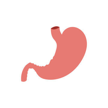 Stomach logo icon illustration vector flat and symbol design