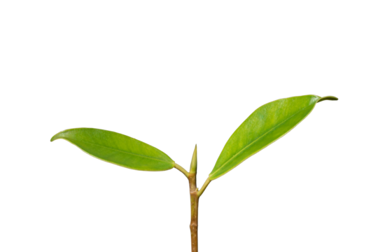 Translucent background of plant saplings