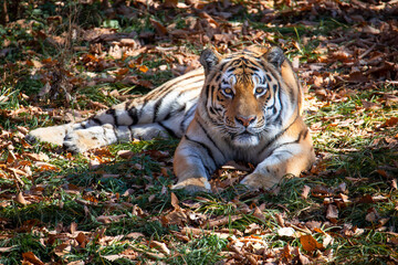 Tiger in safari park Russia
