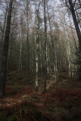 Winter countryside landscape - Aberdeenshire - Grampian - Scotland - UK