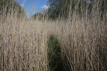 Fototapeta premium Phragmites australis - common reed