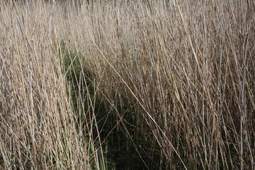 Phragmites australis - common reed