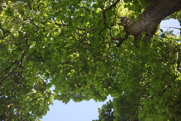 Planes - Plane trees