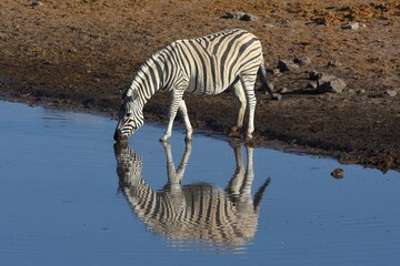 Fototapeta na wymiar Ein Steppenzebra (Equus quagga) spiegelt sich beim trinken im Wasser vom Wasserloch Chudop im Etoscha Nationalpark in Namibia. 