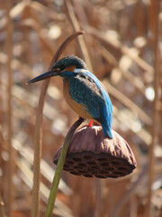 kingfisher on branch