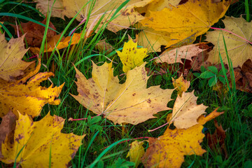 autumn leaves on the ground