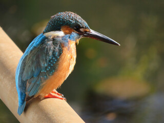 kingfisher on branch
