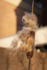 Typha angustifolia flower or cattail waterplant is losing his seed in the wind