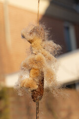 Typha angustifolia flower or cattail waterplant is losing his seed in the wind