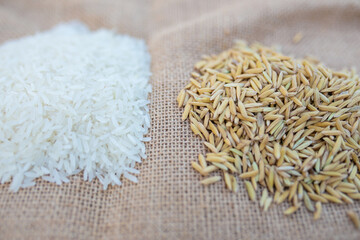 Paddy rice and rice. Background and wallpaper by pile of paddy rice seed, Close-up of brown rice grain.