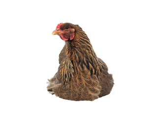 hen bpama isolated on white background