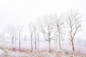 Arbres en hiver
