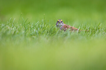 White-throated sparrow foraging in grass