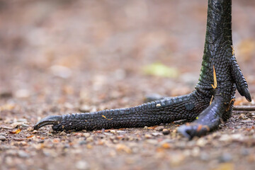 Sandhill crane foot up close