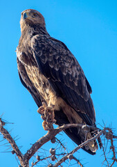 A Tawny Eagle looks out of Prey in Kenya East Africa