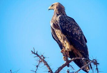 A Tawny Eagle looks out of Prey in Kenya East Africa