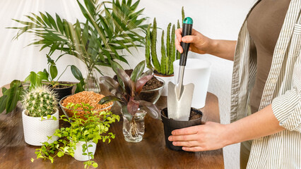 Female gardener prepares soil in pot to plant indoor on wooden table. Gardening concept. DIY home garden of flowers, plants and cacti
