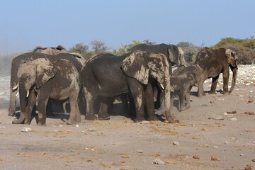 Elefanten (loxodonta africana) am Wasserloch Chudop im Etoscha Nationalpark in Namibia. 