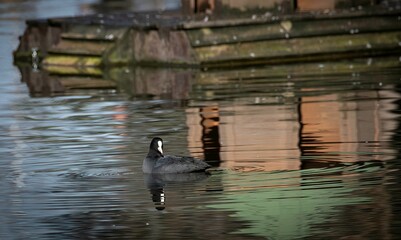 close up of a Eurasian coot swimming in a lake