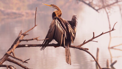 Anhinga 2