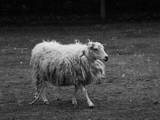 sheep and lamb