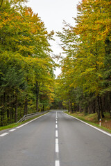 Fototapeta premium road in autumn forest