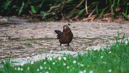 country vulture in grass