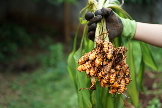 The farmer's hand holds the turmeric that has just been dug and harvested                                          