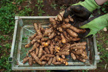 Turmeric that has just been dug and harvested                                    