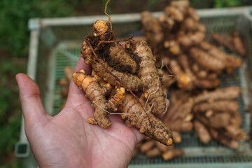 The farmer's hand holds the turmeric that has just been dug and harvested                                                                                    