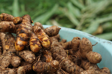 Turmeric that has just been dug and harvested                                    