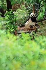 Giant Panda eating bamboo under a tree in Chengdu Research Base of Giant Panda
