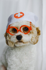 dr.dog wearing a glasses and a hat